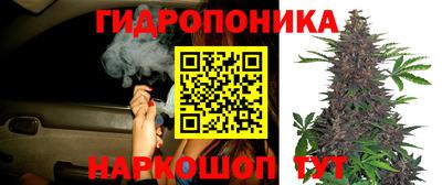 шишки Коммунар